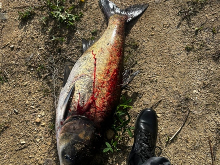 Екатеринбургскому рыбаку грозит тюрьма за вылов толстолобика