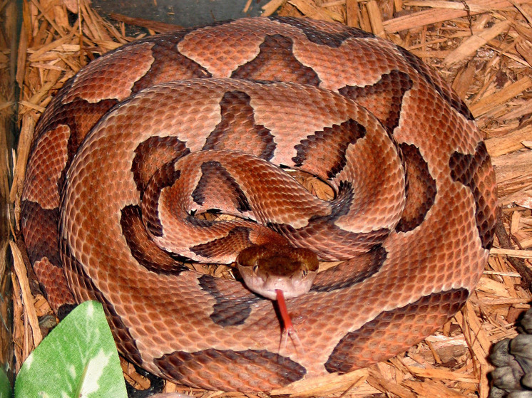 Американец не смог выбраться из леса из-за укуса ядовитой змеи