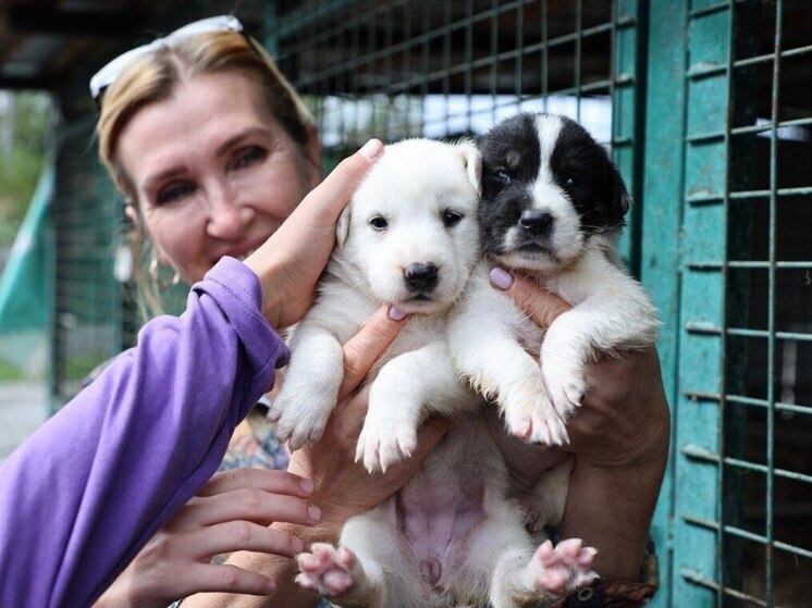 Во Владикавказе более 30 собак нашли новый дом за неделю