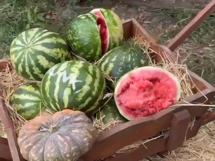 В южном парке птиц «Малинки» разрушили фото зону