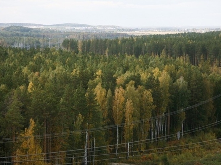 На Урале нашли заблудившегося в лесу 74-летного пенсионера