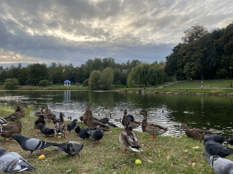Синоптики рассказали о погоде в Смоленске на 22 сентября