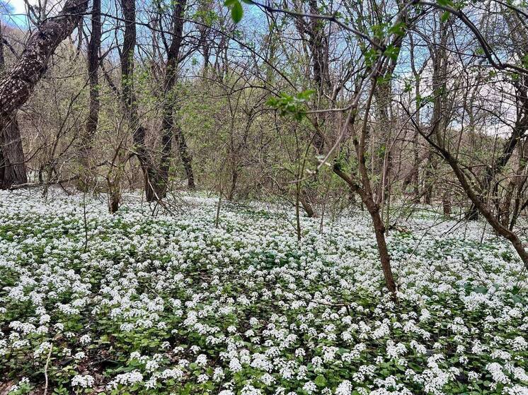 Глава Ставрополя поздравил работников леса с профессиональным праздником