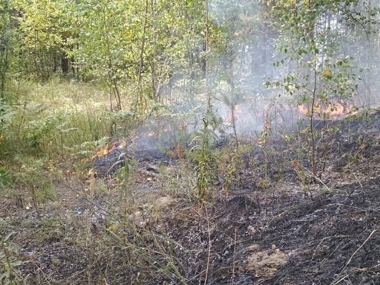  В Рязанско области случился первый лесной пожар за сентябрь