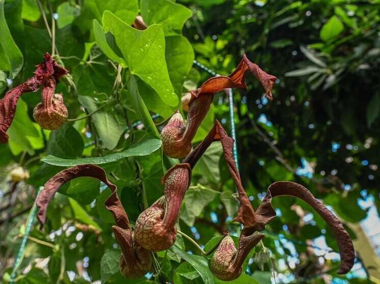 В Ботаническом саду ТГУ впервые зацвел «дьявольский плащ»