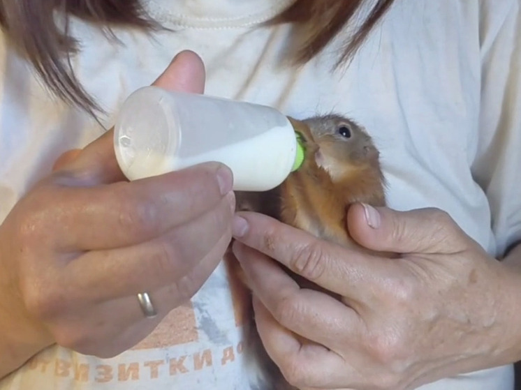 Калужанам рассказали о судьбе бельчат, чьё гнездо разрушила ворона