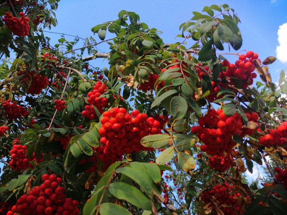 Ветвь калины