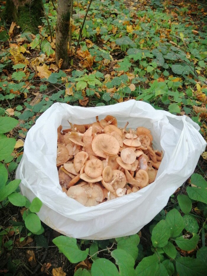 Лесная поляна с опятами
