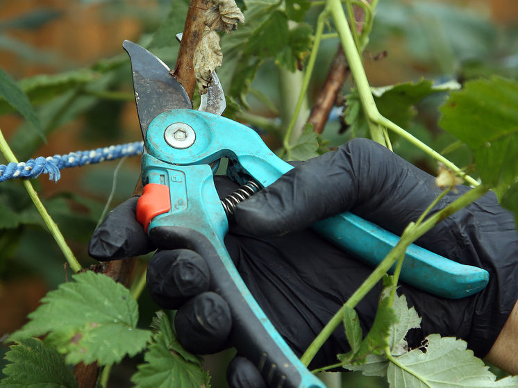 Топ-8 экспертных советов, как правильно подготовить плодовые деревья к зиме и весне