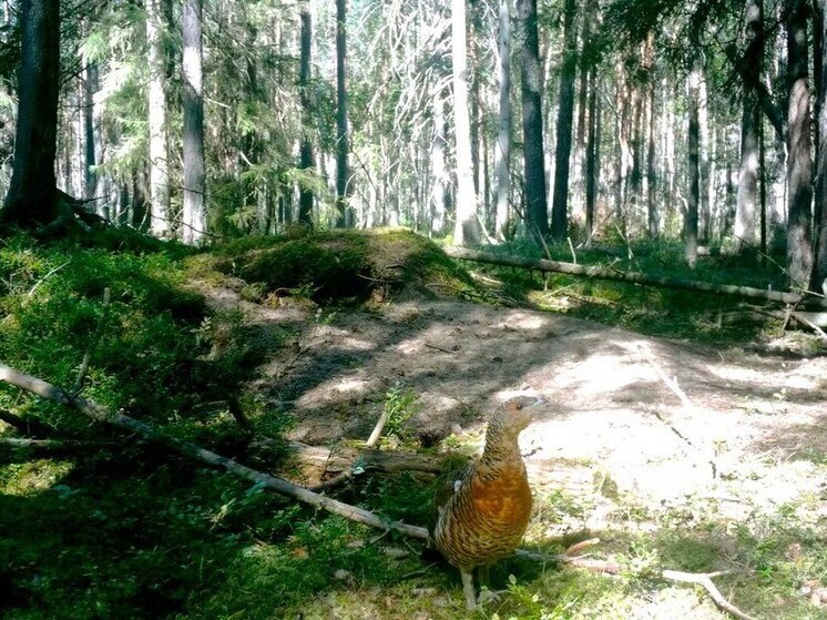 Петербургские глухарки пришли в недоумение от брачной песни неугомонных самцов