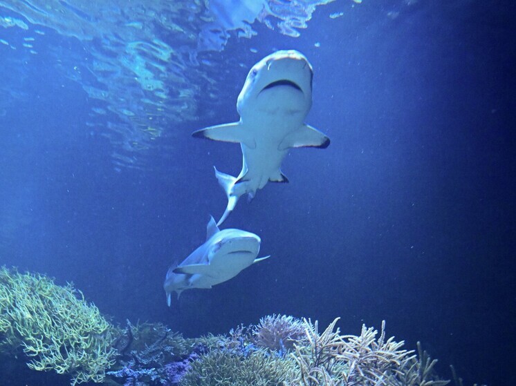 1cbd0828dc50c3f165f314a2eab9d15b Раскрыты причины обилия акул в Красном море: Суэцкий канал