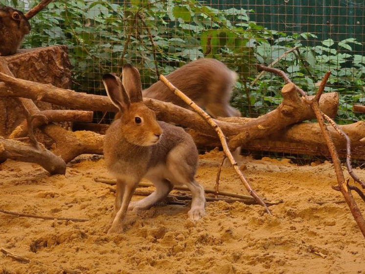 Калужан просят не селить зайцев в квартирах