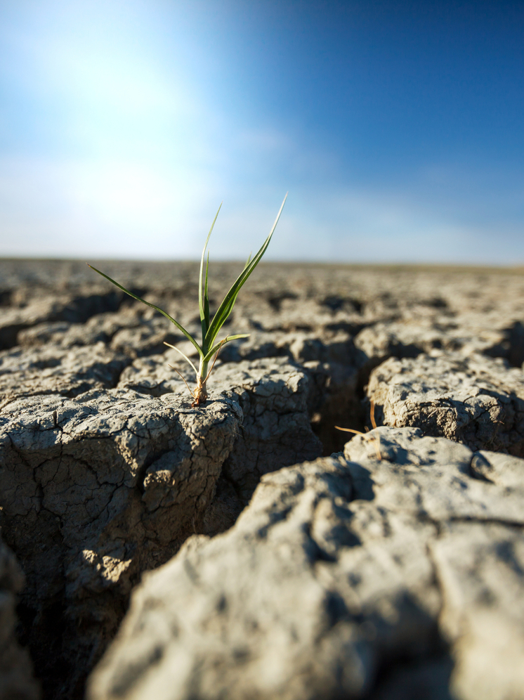 Аграрии ДНР борются за озимые в условиях засухи