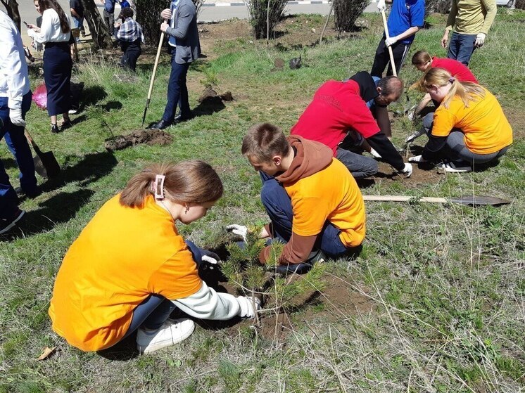 В память о героях СВО в Предгорном округе высадят аллею из крымских сосен