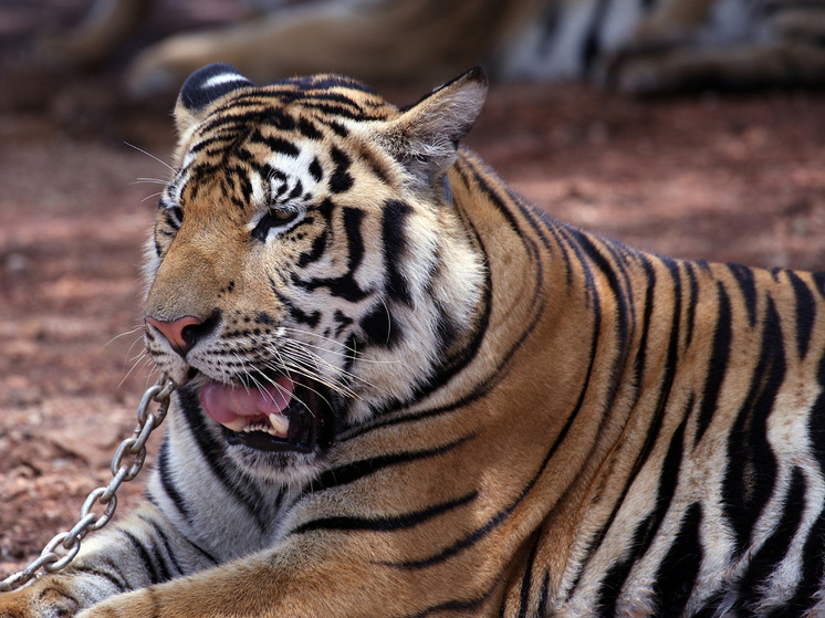Tigres contre humains : un scientifique dresse un sombre pronostic pour l'Extrême-Orient