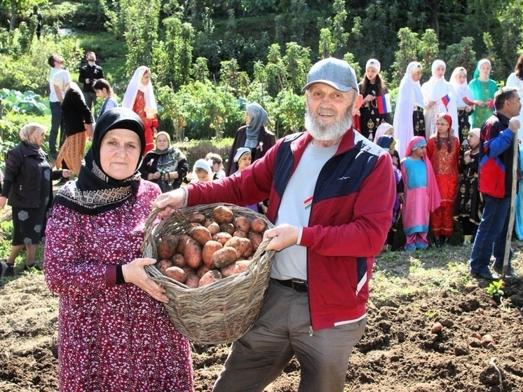 В Дагестане собрали урожай картофеля, подаренного президентом Беларуси