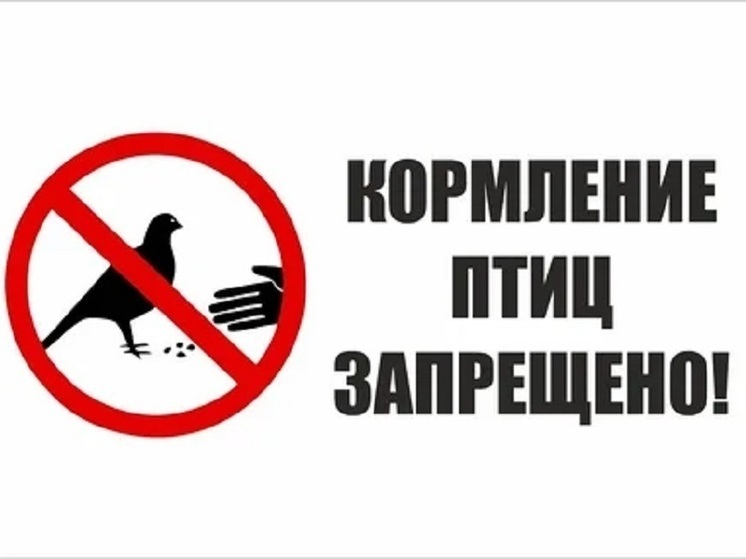 В Ярославском округе объяснили массовую смерть голубей в Ивняках