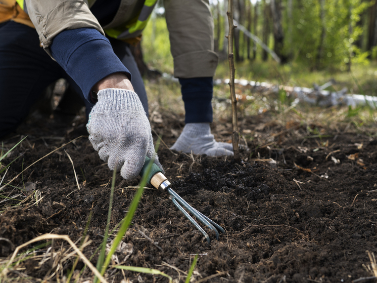 В ЛНР осенью высадят 200 тысяч деревьев