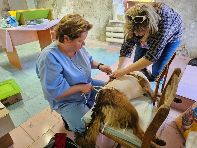 Волгоградские зооволонтеры прибыли на Донбасс