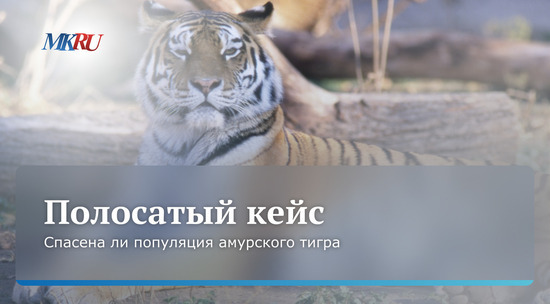 Зоолог сравнил популяцию амурских тигров раньше и сейчас: видео 