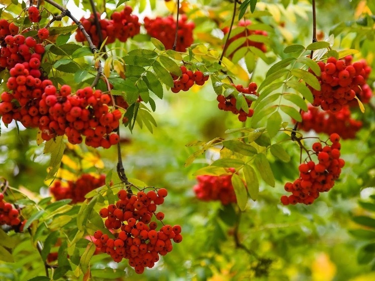 Народные приметы: чего нельзя делать 23 сентября, в день Петра и Павла Рябинников