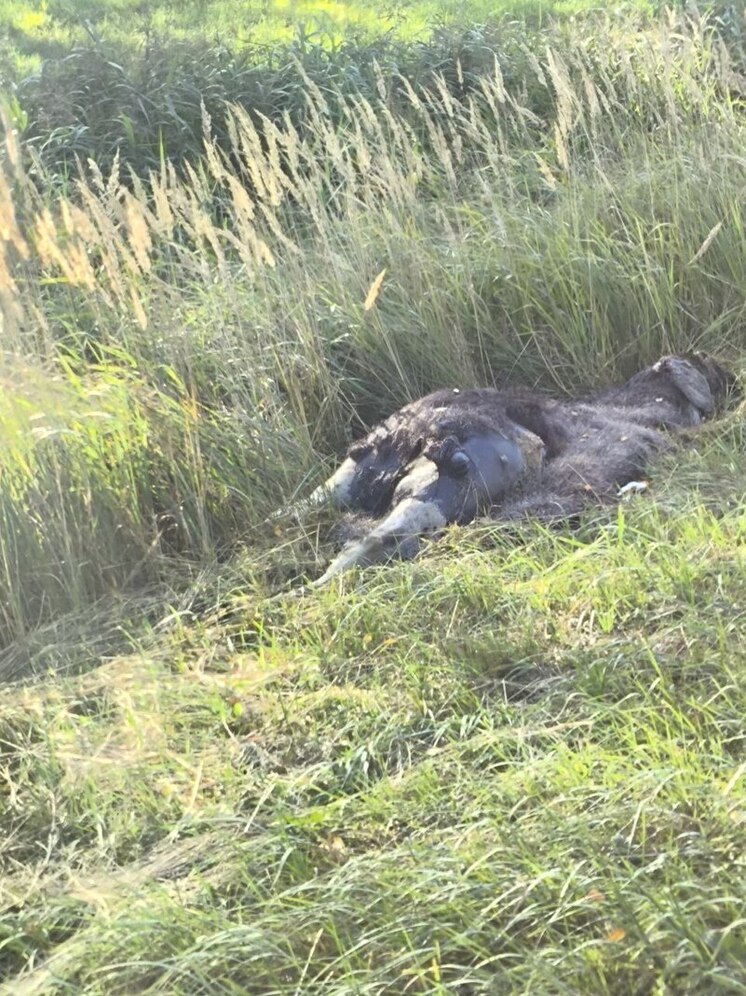 В Ярославском районе у дороги две недели лежит мертвый лось