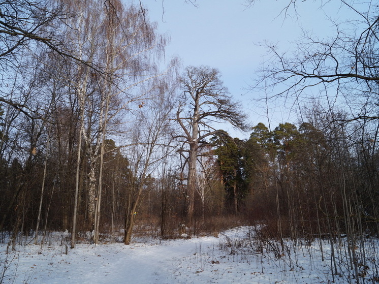 Зима отменяется: в разгар сезона Россию ждет "метеорологическая весна" - новый прогноз синоптиков