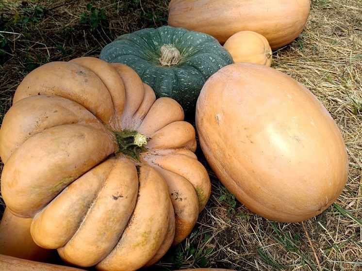 На Ставрополье планируют собрать свыше 4 тысяч тонн бахчевых