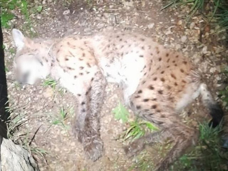 В Марий Эл рыбак едва не стал жертвой рыси