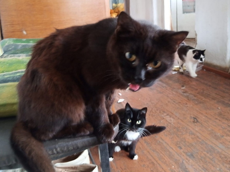 В Оршанском районе 38 кошек и две собаки внезапно остались без хозяйки