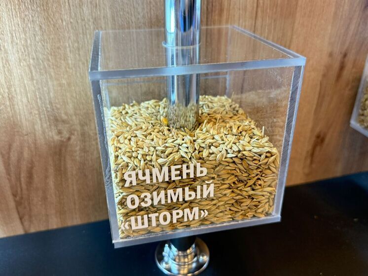 На Ставрополье свыше 200 тонн семян прошли предпосевную проверку