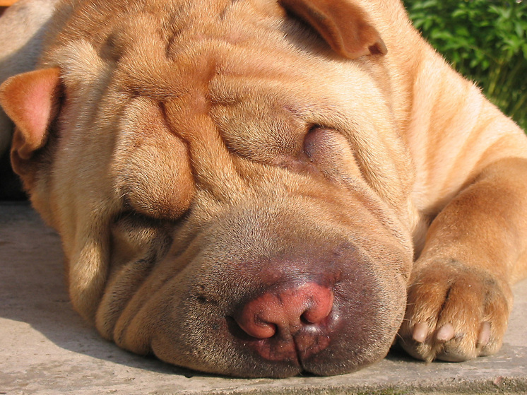 Шарпею пришлось сделать пластическую операцию, чтобы он смог видеть