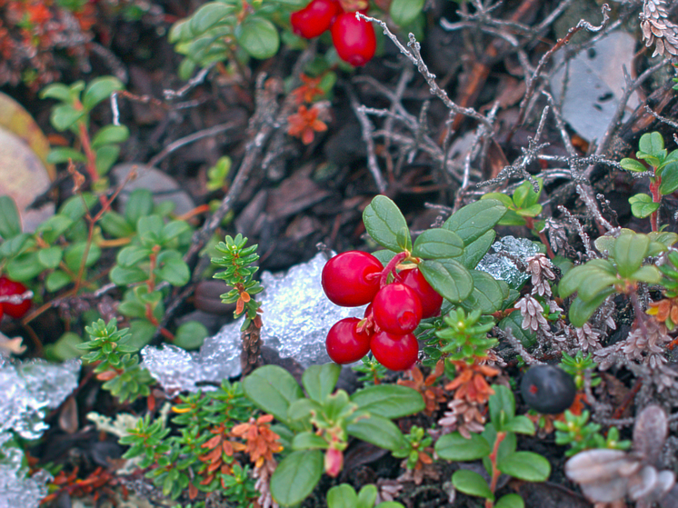 Россиянам рассказали, что приготовить из брусники