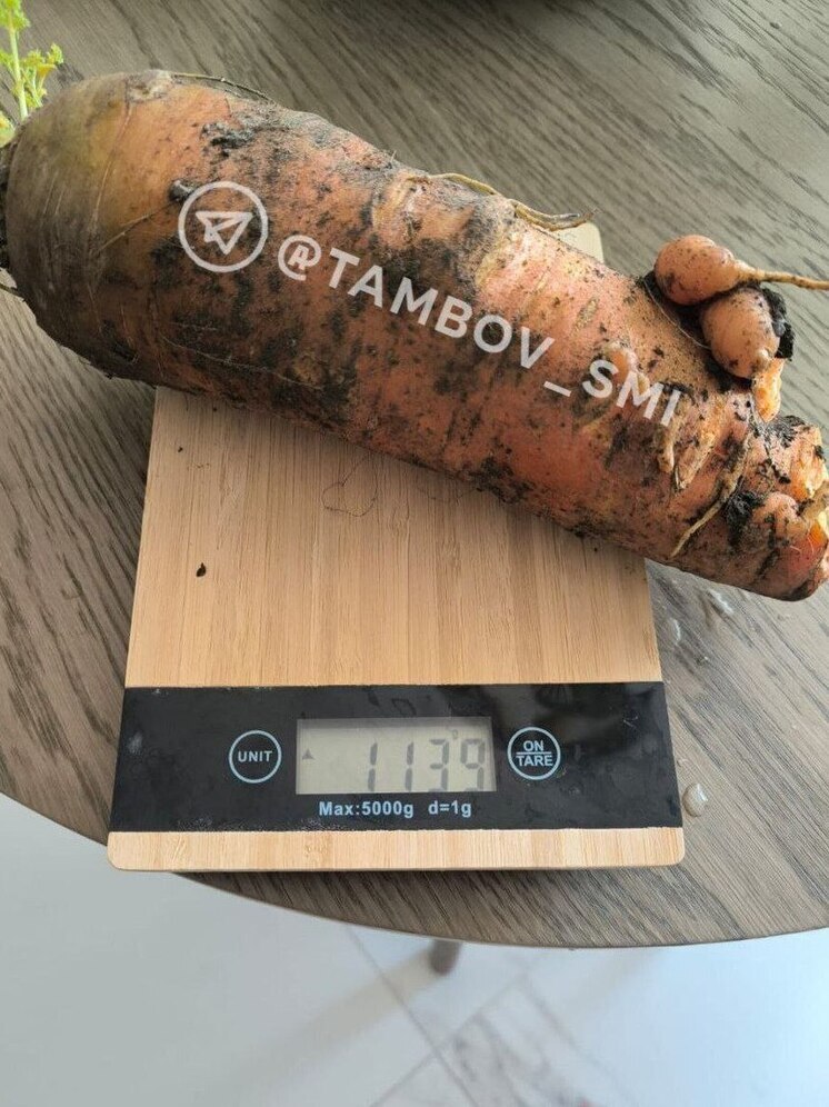 Гигантская морковь появилась в Тамбове