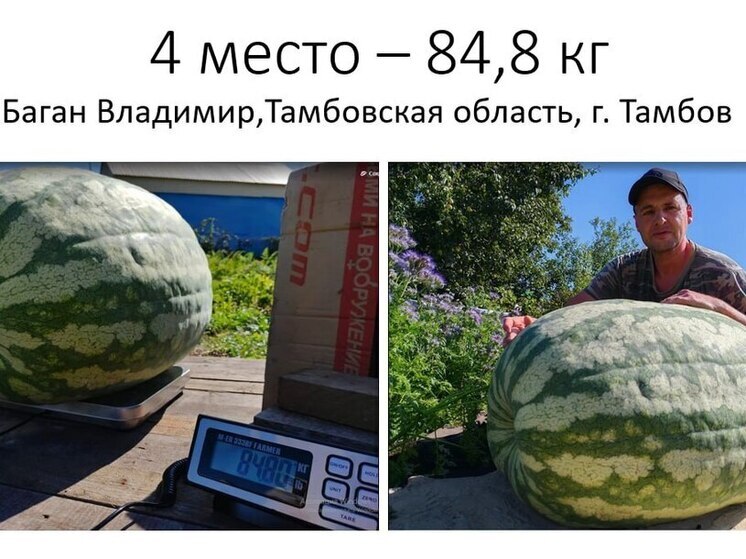 Тамбовский арбуз вошел в четверку крупнейших в России