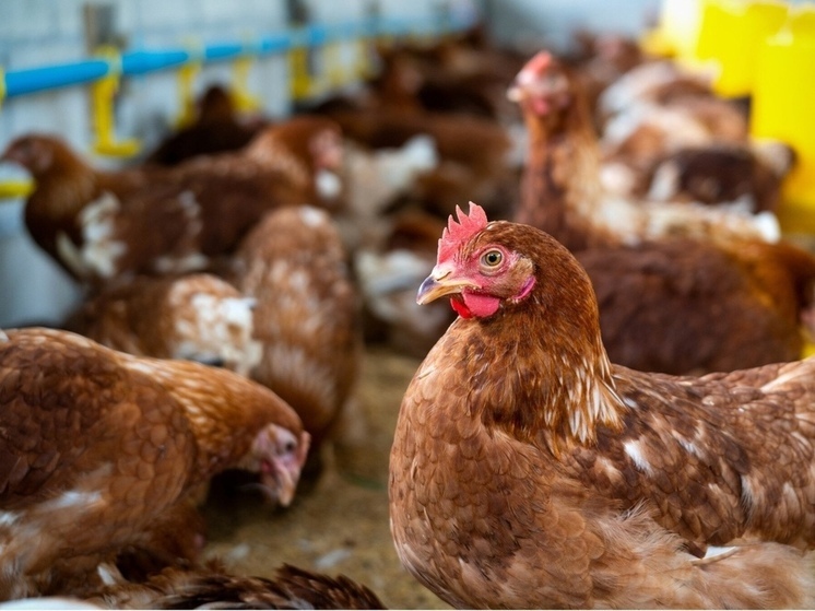 В Псковской области вступили в силу новые правила содержания сельхозптицы