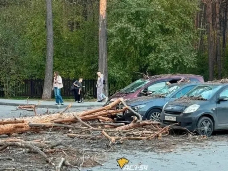 Дерево упало на автомобили у Заельцовского парка в Новосибирске
