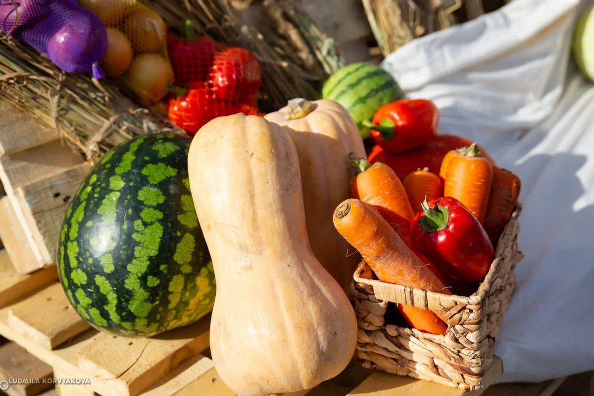 Gatti selvatici dello zoo trattati con zucche e zucchine: un'iniziativa innovativa per il loro benessere