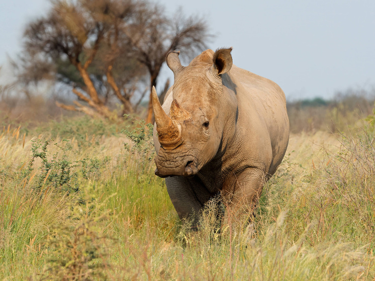 Стабильную численность носорогов назвали тревожным сигналом