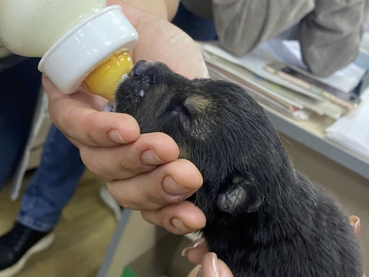 В Архангельской области водитель мусоровоза спас новорожденных щенят