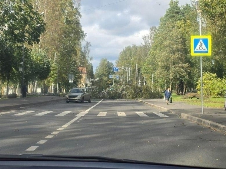 В Петербурге из-за шквалистого ветра повалило 19 деревьев