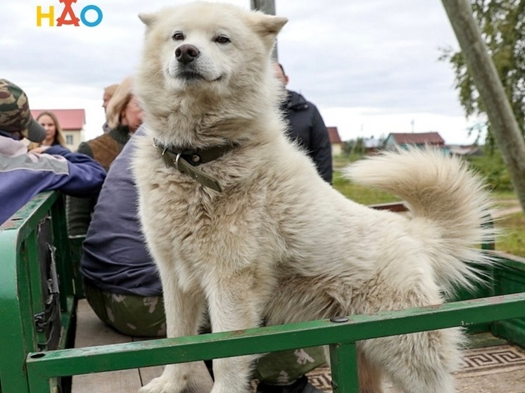  4 октября в Нарьян-Маре пройдет бесплатная вакцинация домашних животных против бешенства