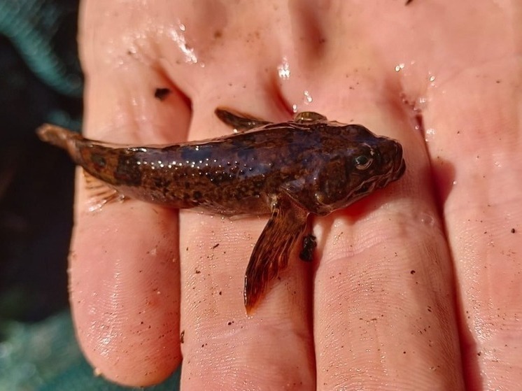 В Себежском районе учёные подтвердили наличие редкого вида рыб