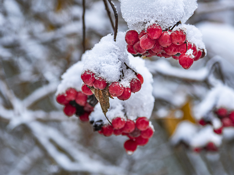 Россиянам рассказали, что приготовить из калины