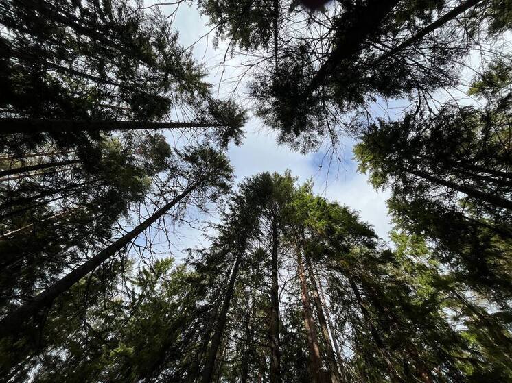 Фермеры в Усть-Абаканском районе не позаботились об ограждениях для защиты от медведей