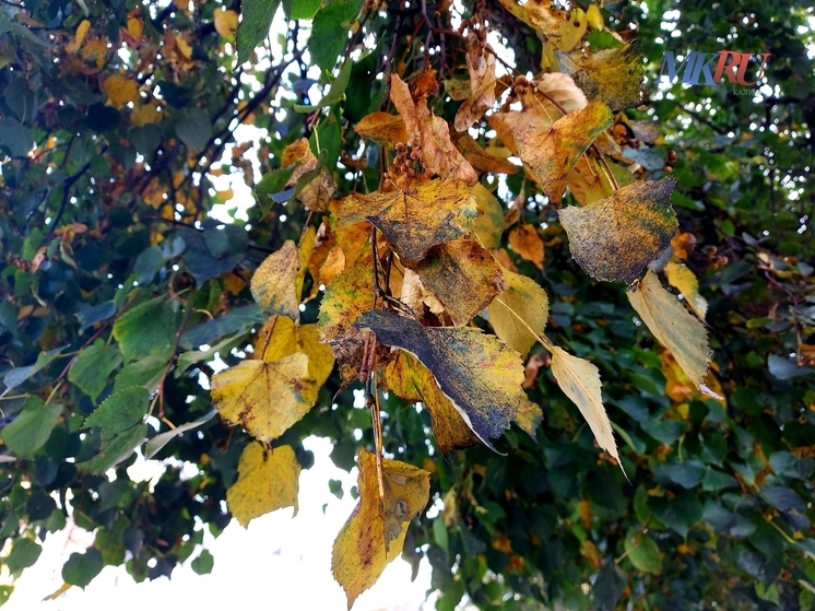 Калужан просят нарядиться в золотое