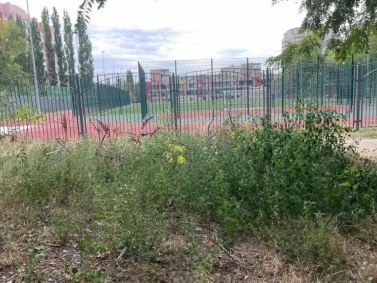 В Ростовской области из-за зарослей амброзии вводят уже восьмой карантин