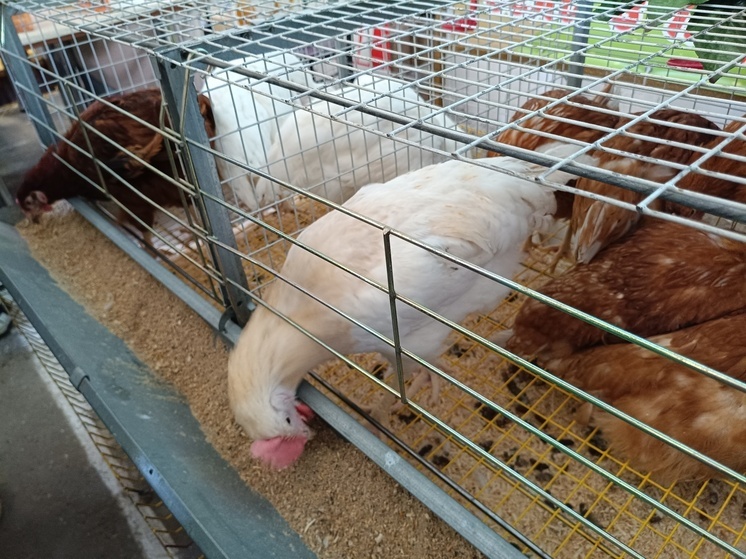 Ставрополье отгрузило в Китай свыше 16 тонн мяса птицы