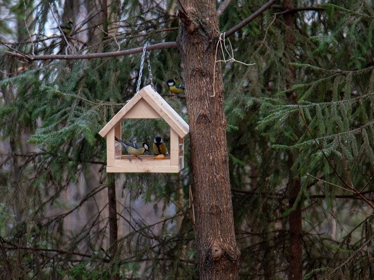 Орнитолог Чернецов: в осенний период птиц нельзя кормить хлебом и соленым салом