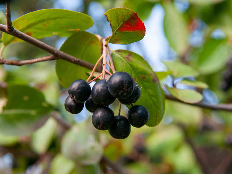 Россиянам рассказали, что приготовить из черноплодной рябины